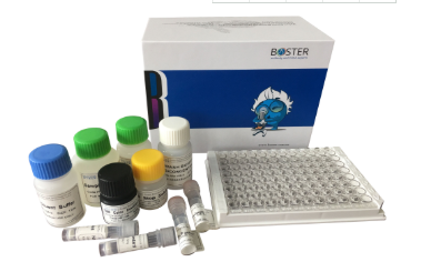 Human MMP13 PicoKine ELISA Kit